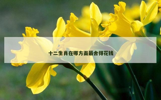 十二生肖在哪方面最舍得花钱