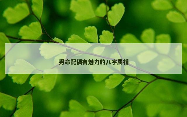 男命配偶有魅力的八字属相