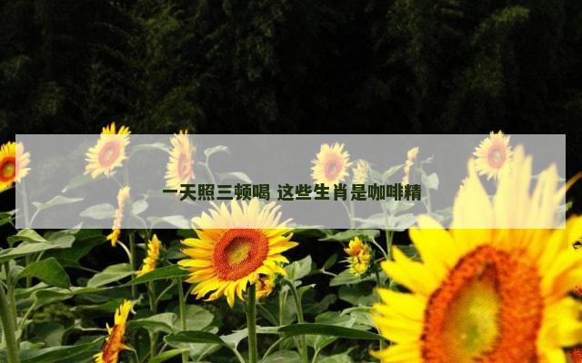 一天照三顿喝 这些生肖是咖啡精