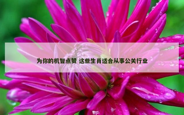 为你的机智点赞 这些生肖适合从事公关行业