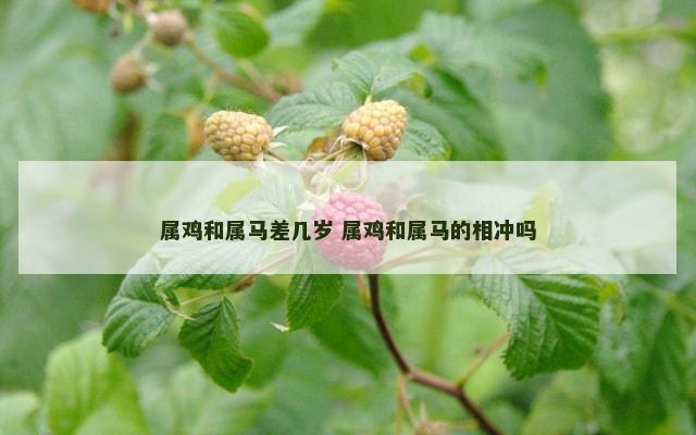 属鸡和属马差几岁 属鸡和属马的相冲吗