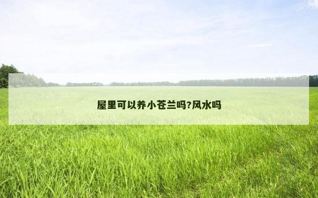 屋里可以养小苍兰吗?风水吗