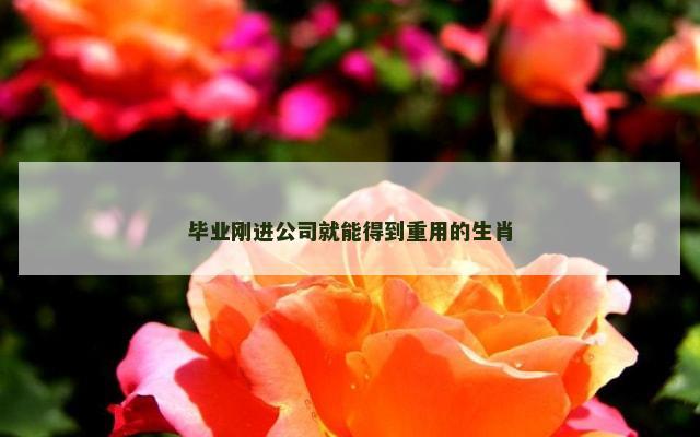 毕业刚进公司就能得到重用的生肖