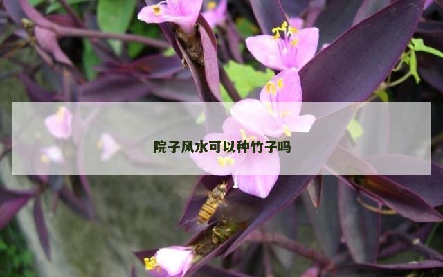 院子风水可以种竹子吗