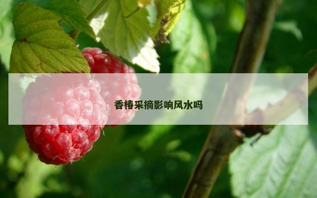 香椿采摘影响风水吗