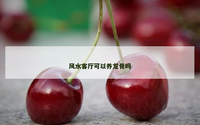 风水客厅可以养龙骨吗
