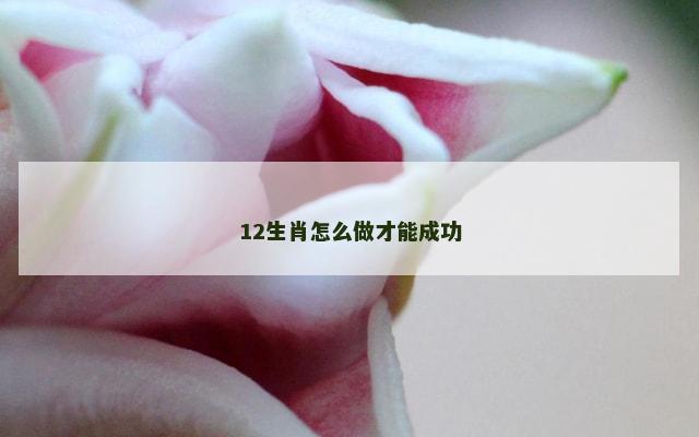 12生肖怎么做才能成功