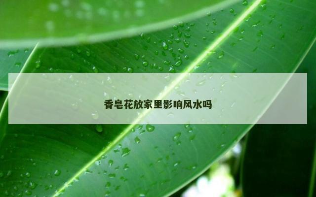 香皂花放家里影响风水吗
