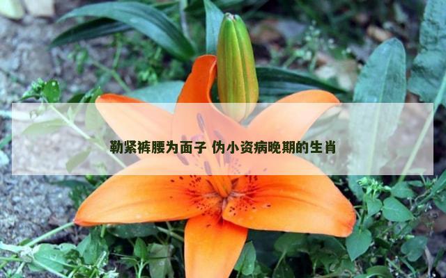 勒紧裤腰为面子 伪小资病晚期的生肖