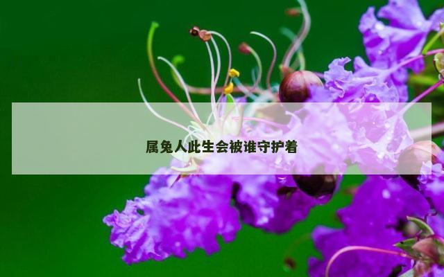 属兔人此生会被谁守护着