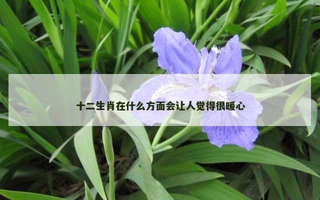 十二生肖在什么方面会让人觉得很暖心