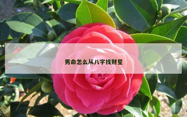 男命怎么从八字找财星