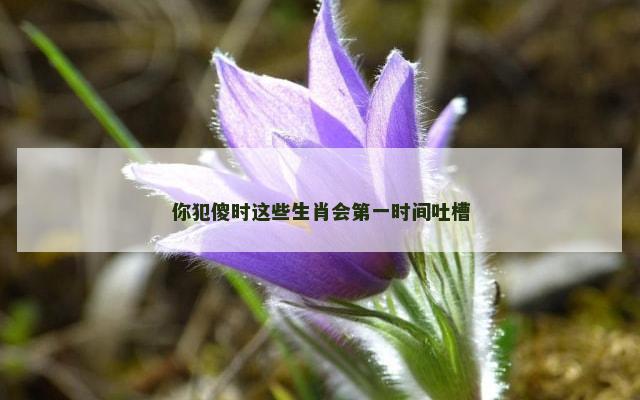 你犯傻时这些生肖会第一时间吐槽