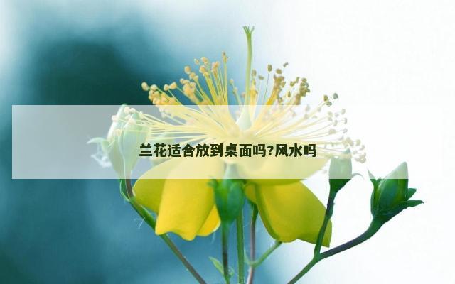 兰花适合放到桌面吗?风水吗