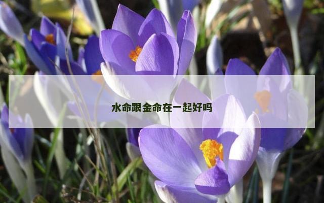 水命跟金命在一起好吗
