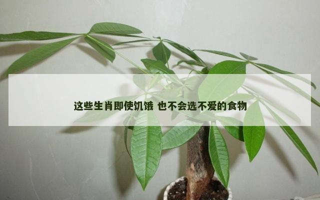 这些生肖即使饥饿 也不会选不爱的食物