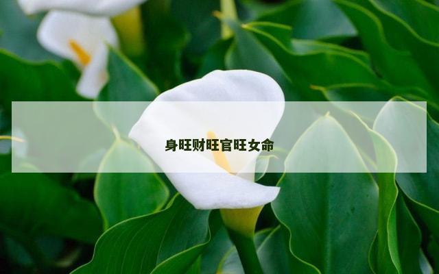 身旺财旺官旺女命
