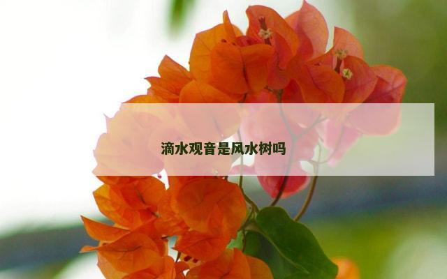滴水观音是风水树吗