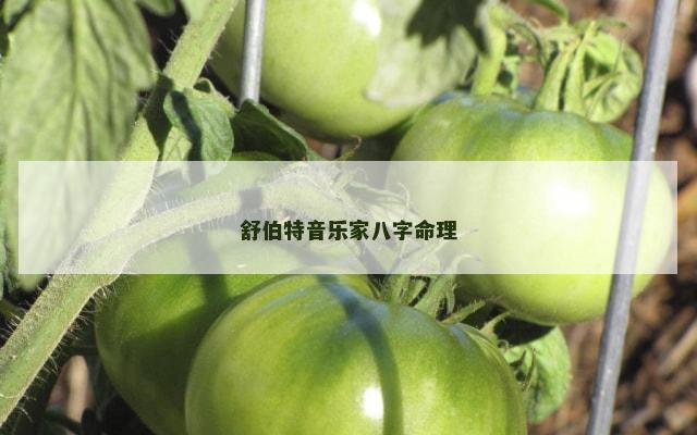 舒伯特音乐家八字命理