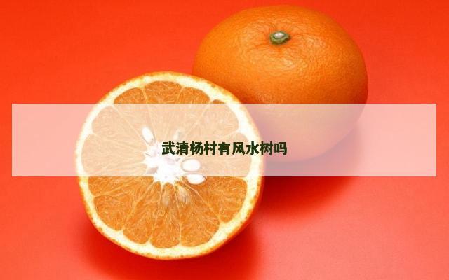 武清杨村有风水树吗