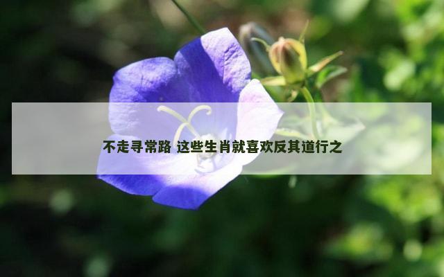 不走寻常路 这些生肖就喜欢反其道行之