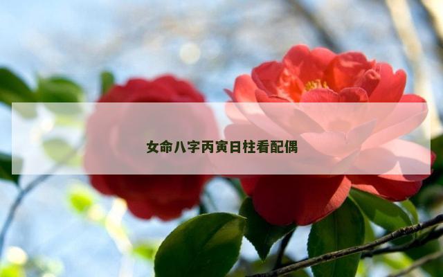 女命八字丙寅日柱看配偶