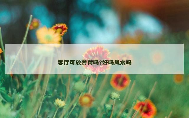 客厅可放薄荷吗?好吗风水吗