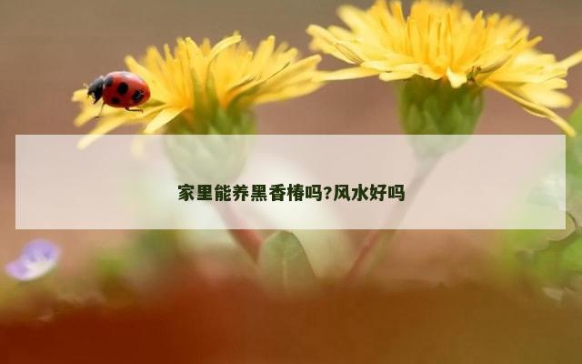 家里能养黑香椿吗?风水好吗