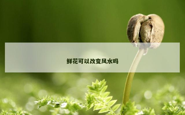 鲜花可以改变风水吗