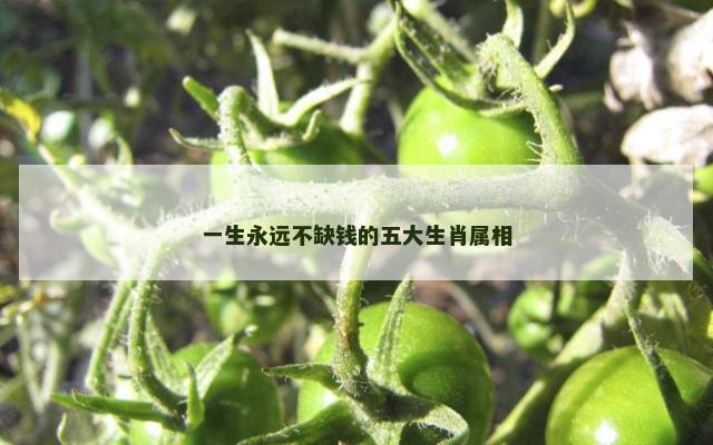 一生永远不缺钱的五大生肖属相