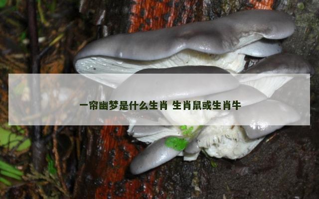 一帘幽梦是什么生肖 生肖鼠或生肖牛
