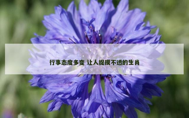 行事态度多变 让人捉摸不透的生肖