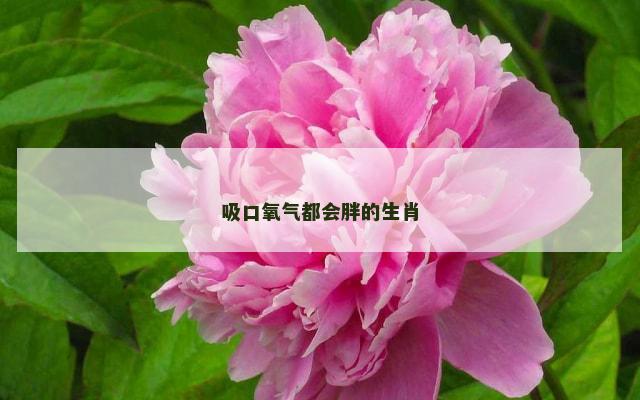 吸口氧气都会胖的生肖
