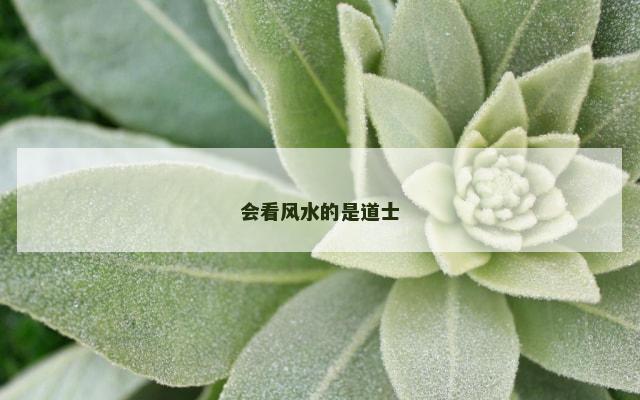 会看风水的是道士