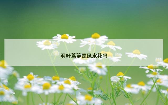 羽叶茑萝是风水花吗