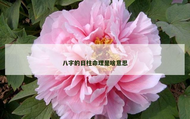 八字的日柱命理是啥意思