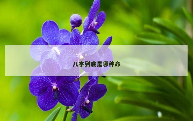 八字到底是哪种命