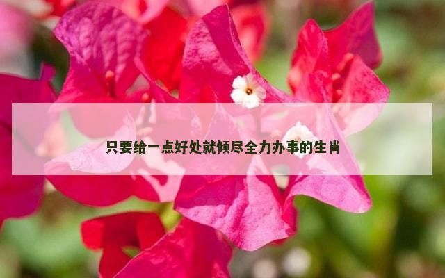 只要给一点好处就倾尽全力办事的生肖