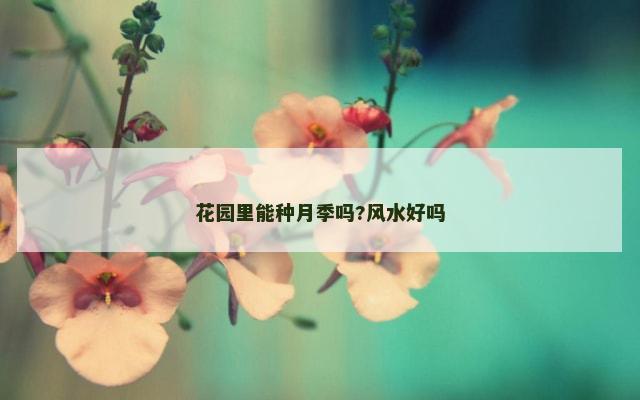 花园里能种月季吗?风水好吗