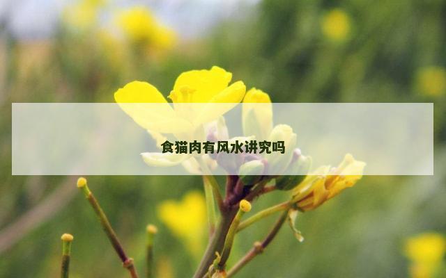 食猫肉有风水讲究吗