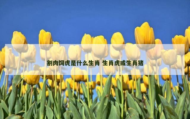 割肉饲虎是什么生肖 生肖虎或生肖猪