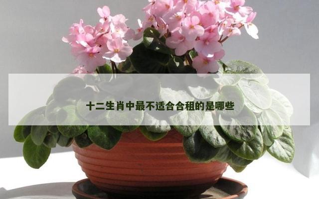 十二生肖中最不适合合租的是哪些