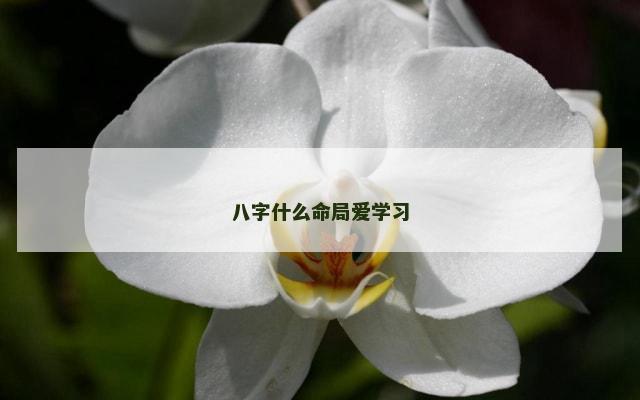 八字什么命局爱学习