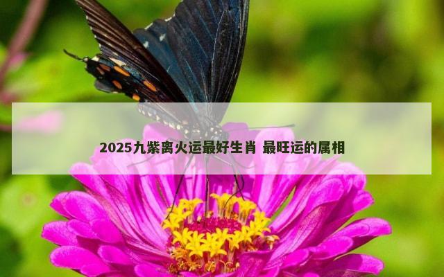 2025九紫离火运最好生肖 最旺运的属相