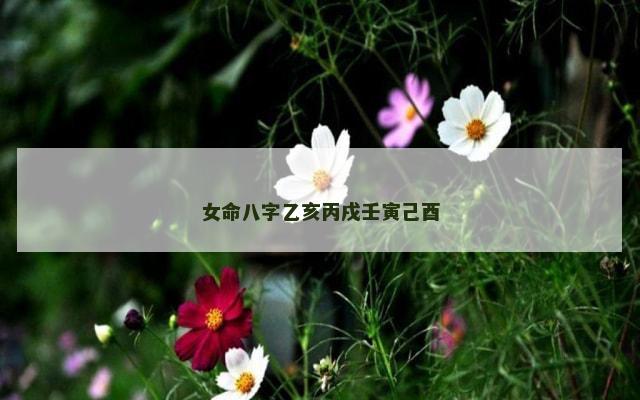 女命八字乙亥丙戌壬寅己酉