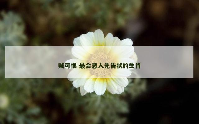 贼可恨 最会恶人先告状的生肖
