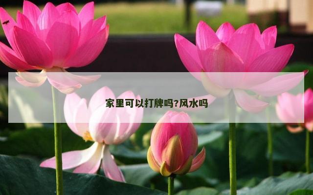家里可以打牌吗?风水吗