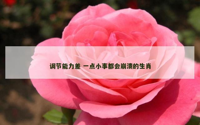 调节能力差 一点小事都会崩溃的生肖