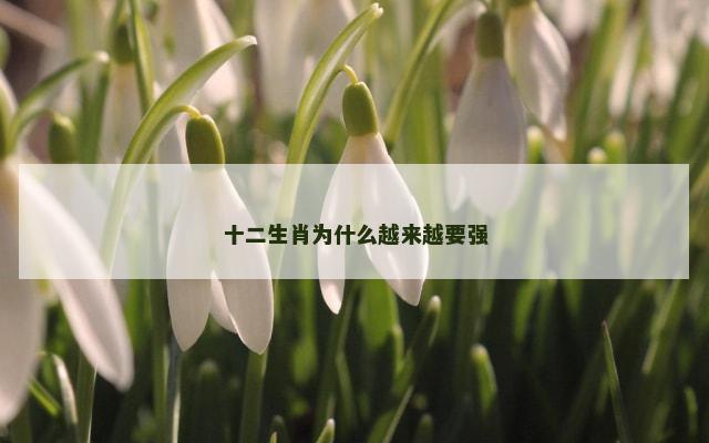 十二生肖为什么越来越要强