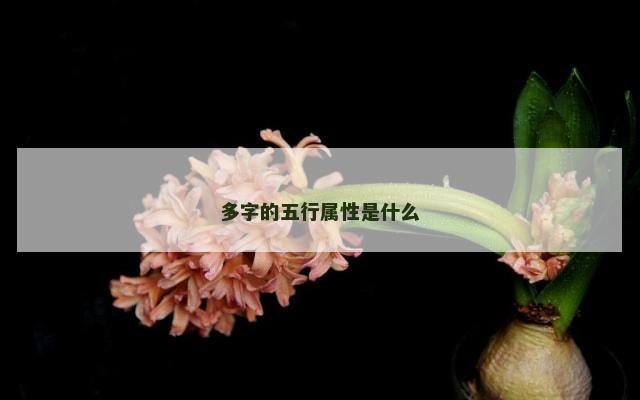 多字的五行属性是什么